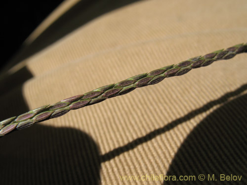 Image of Poaceae sp. #1828 (). Click to enlarge parts of image.