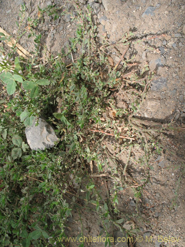 Polygonum bowenkampii的照片