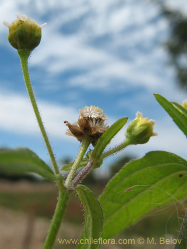 Image of Galinsoga parviflora (Pacoyuyo / Pacoyuyo-fino). Click to enlarge parts of image.