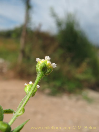 Image of Galinsoga parviflora (Pacoyuyo / Pacoyuyo-fino). Click to enlarge parts of image.