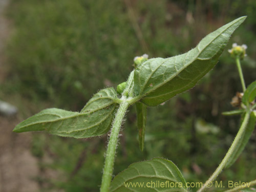 Galinsoga parviflora的照片