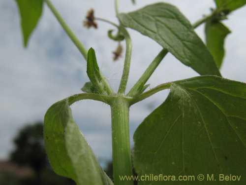 Galinsoga parviflora的照片