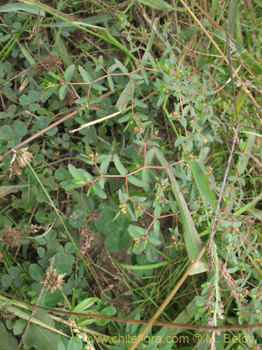 Image of Euphorbia platyphyllos (Pichoga / Pichoa). Click to enlarge parts of image.