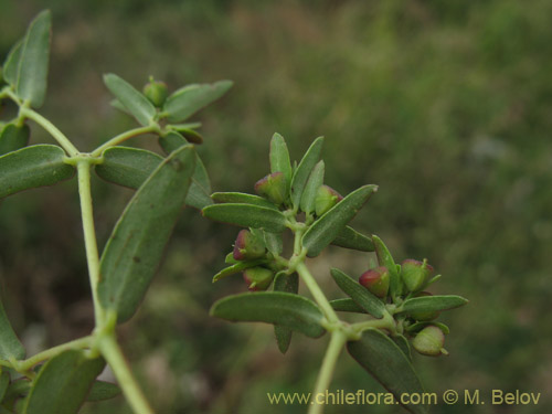 Image of Euphorbia platyphyllos (Pichoga / Pichoa). Click to enlarge parts of image.