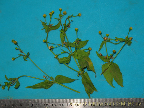 Galinsoga parviflora的照片