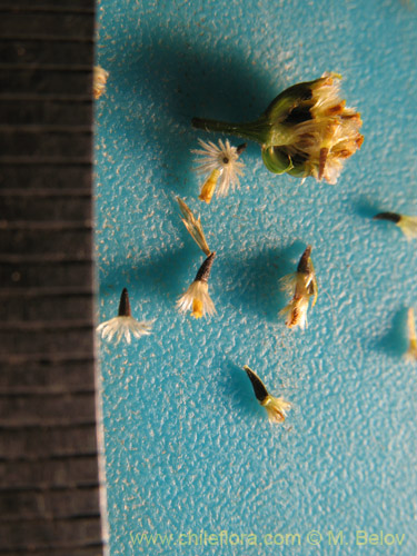 Galinsoga parviflora的照片