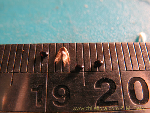 Image of Amaranthus sp. #1812 (). Click to enlarge parts of image.