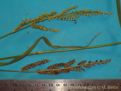 Image of Poaceae sp. #2178 (). Click to enlarge parts of image.