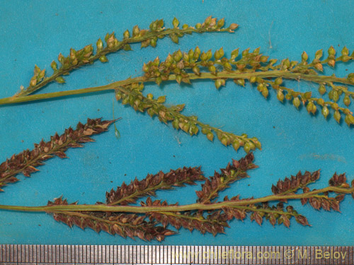 Image of Poaceae sp. #2178 (). Click to enlarge parts of image.