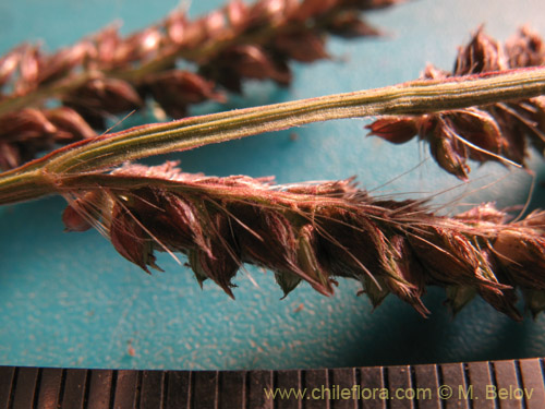 Image of Poaceae sp. #2178 (). Click to enlarge parts of image.