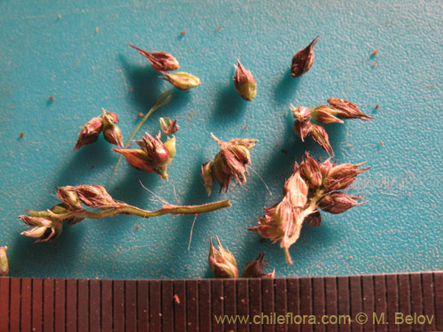 Image of Poaceae sp. #2178 (). Click to enlarge parts of image.