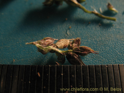Image of Poaceae sp. #2178 (). Click to enlarge parts of image.