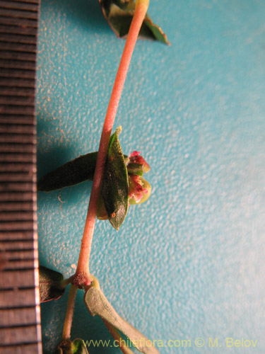 Bild von Euphorbia platyphyllos (Pichoga / Pichoa). Klicken Sie, um den Ausschnitt zu vergrössern.