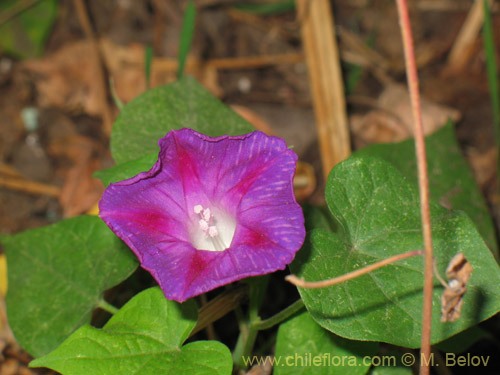 Ipomoea purpurea的照片