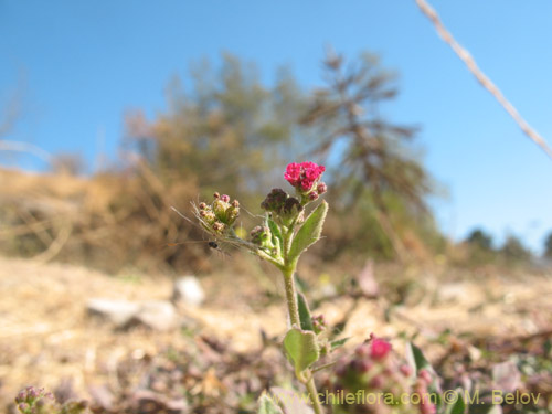 Bild von Boerhaavia sp. #1818 (). Klicken Sie, um den Ausschnitt zu vergrössern.