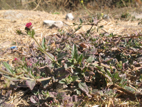 Bild von Boerhaavia sp. #1818 (). Klicken Sie, um den Ausschnitt zu vergrössern.