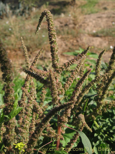 Bild von Amaranthus retroflexus (Moco de Pavo / Bledo / Penacho). Klicken Sie, um den Ausschnitt zu vergrössern.