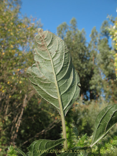 Bild von Amaranthus retroflexus (Moco de Pavo / Bledo / Penacho). Klicken Sie, um den Ausschnitt zu vergrössern.