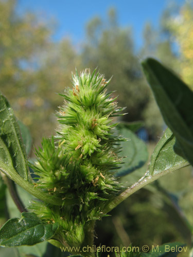 Bild von Amaranthus retroflexus (Moco de Pavo / Bledo / Penacho). Klicken Sie, um den Ausschnitt zu vergrössern.