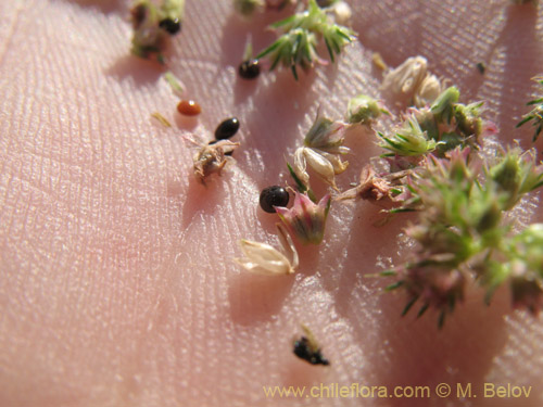 Bild von Amaranthus retroflexus (Moco de Pavo / Bledo / Penacho). Klicken Sie, um den Ausschnitt zu vergrössern.