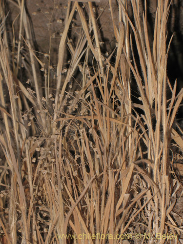 Image of Briza minor (tembladera / briza / pastito de Dios). Click to enlarge parts of image.