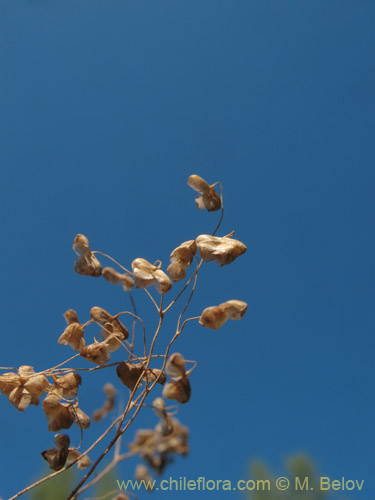 Image of Briza minor (tembladera / briza / pastito de Dios). Click to enlarge parts of image.