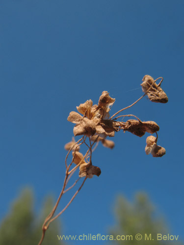 Image of Briza minor (tembladera / briza / pastito de Dios). Click to enlarge parts of image.