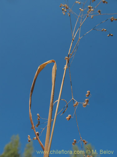 Image of Briza minor (tembladera / briza / pastito de Dios). Click to enlarge parts of image.