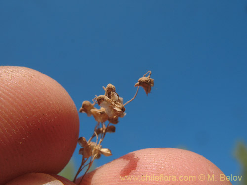 Image of Briza minor (tembladera / briza / pastito de Dios). Click to enlarge parts of image.