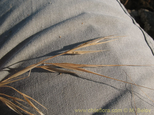 Bild von Bromus diandrus (). Klicken Sie, um den Ausschnitt zu vergrössern.
