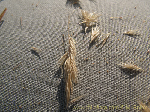 Image of Gastridium ventricosa (). Click to enlarge parts of image.