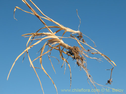Bild von Poaceae sp. #1821 (). Klicken Sie, um den Ausschnitt zu vergrössern.