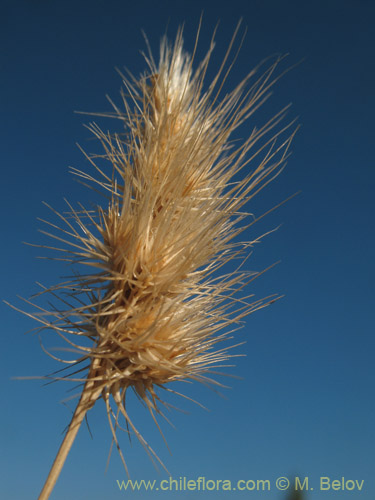 Bild von Poaceae sp. #1821 (). Klicken Sie, um den Ausschnitt zu vergrössern.