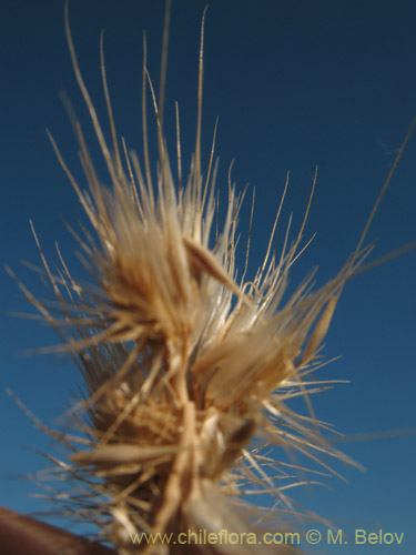 Bild von Poaceae sp. #1821 (). Klicken Sie, um den Ausschnitt zu vergrössern.