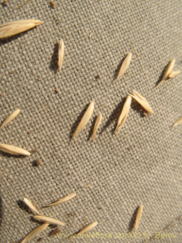 Bild von Dactylis glomerata (). Klicken Sie, um den Ausschnitt zu vergrössern.