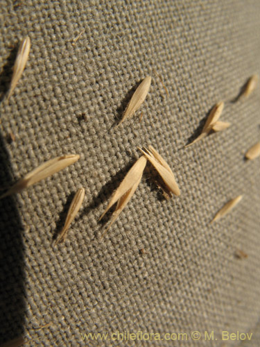 Bild von Dactylis glomerata (). Klicken Sie, um den Ausschnitt zu vergrössern.