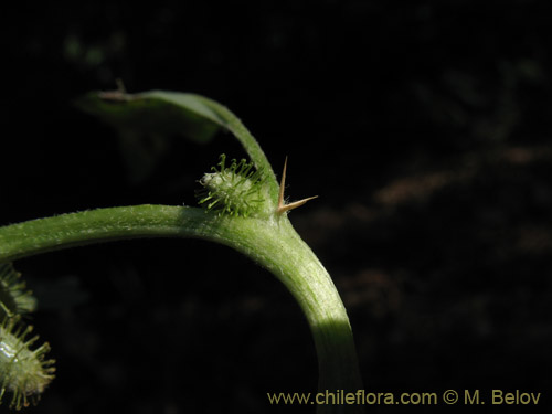 Image of Xanthium sp. #1820 (). Click to enlarge parts of image.
