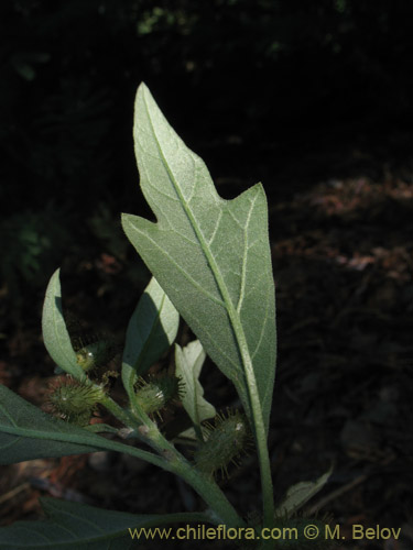 Image of Xanthium sp. #1820 (). Click to enlarge parts of image.