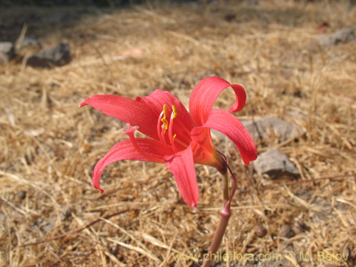 Bild von Rhodophiala pratensis (). Klicken Sie, um den Ausschnitt zu vergrössern.