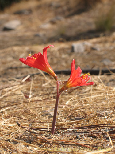 Bild von Rhodophiala pratensis (). Klicken Sie, um den Ausschnitt zu vergrössern.
