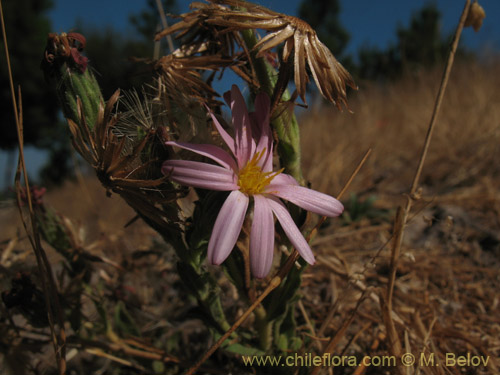 Bild von Erigeron gilliesii (). Klicken Sie, um den Ausschnitt zu vergrössern.
