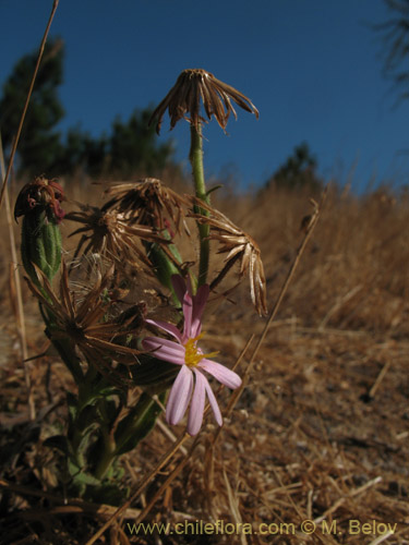 Bild von Erigeron gilliesii (). Klicken Sie, um den Ausschnitt zu vergrössern.