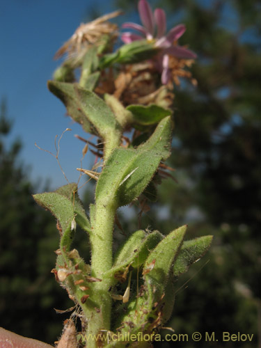 Bild von Erigeron gilliesii (). Klicken Sie, um den Ausschnitt zu vergrössern.