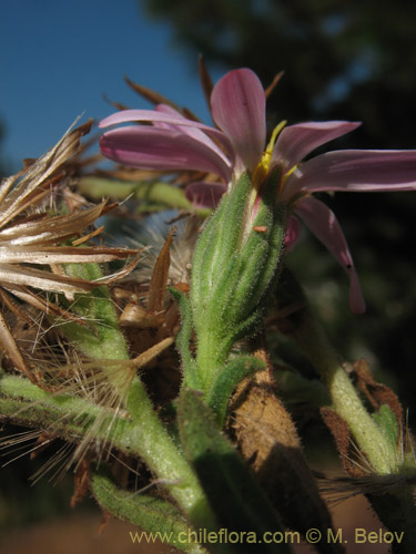 Bild von Erigeron gilliesii (). Klicken Sie, um den Ausschnitt zu vergrössern.