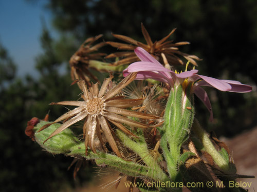 Bild von Erigeron gilliesii (). Klicken Sie, um den Ausschnitt zu vergrössern.