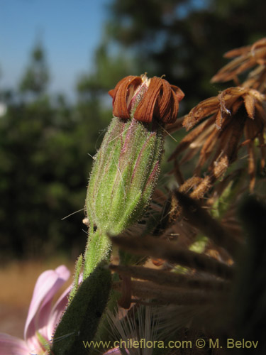 Imágen de Erigeron gilliesii (). Haga un clic para aumentar parte de imágen.