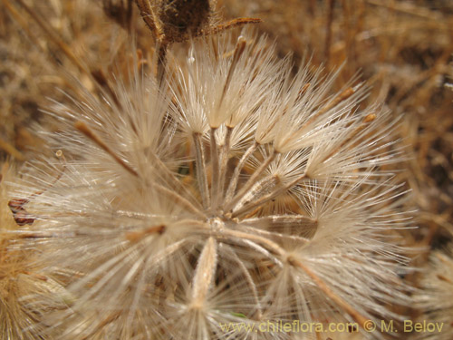 Imágen de Erigeron gilliesii (). Haga un clic para aumentar parte de imágen.