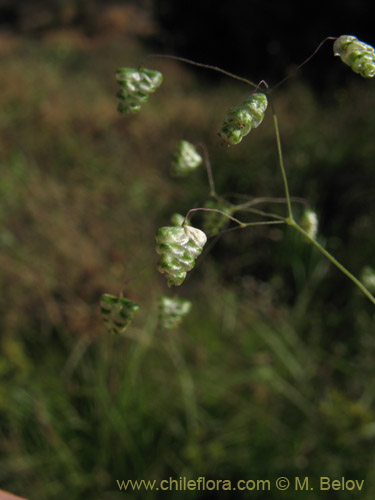 Image of Briza minor (tembladera / briza / pastito de Dios). Click to enlarge parts of image.