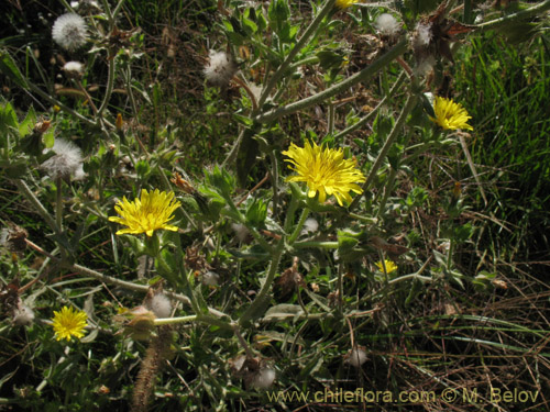 Bild von Picris echioides (Buglosa / Lechuguilla). Klicken Sie, um den Ausschnitt zu vergrössern.