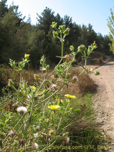 Bild von Picris echioides (Buglosa / Lechuguilla). Klicken Sie, um den Ausschnitt zu vergrössern.